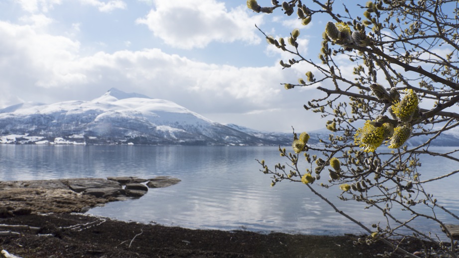Norway fjord view in Troms